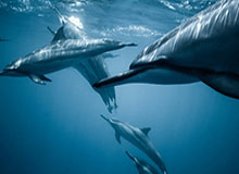 华体会体育下载-英国足球哥：日本不在乎这场决赛，我在他们的网站都刷不到